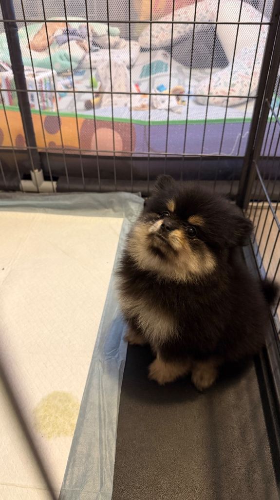Puppy Pomeranian