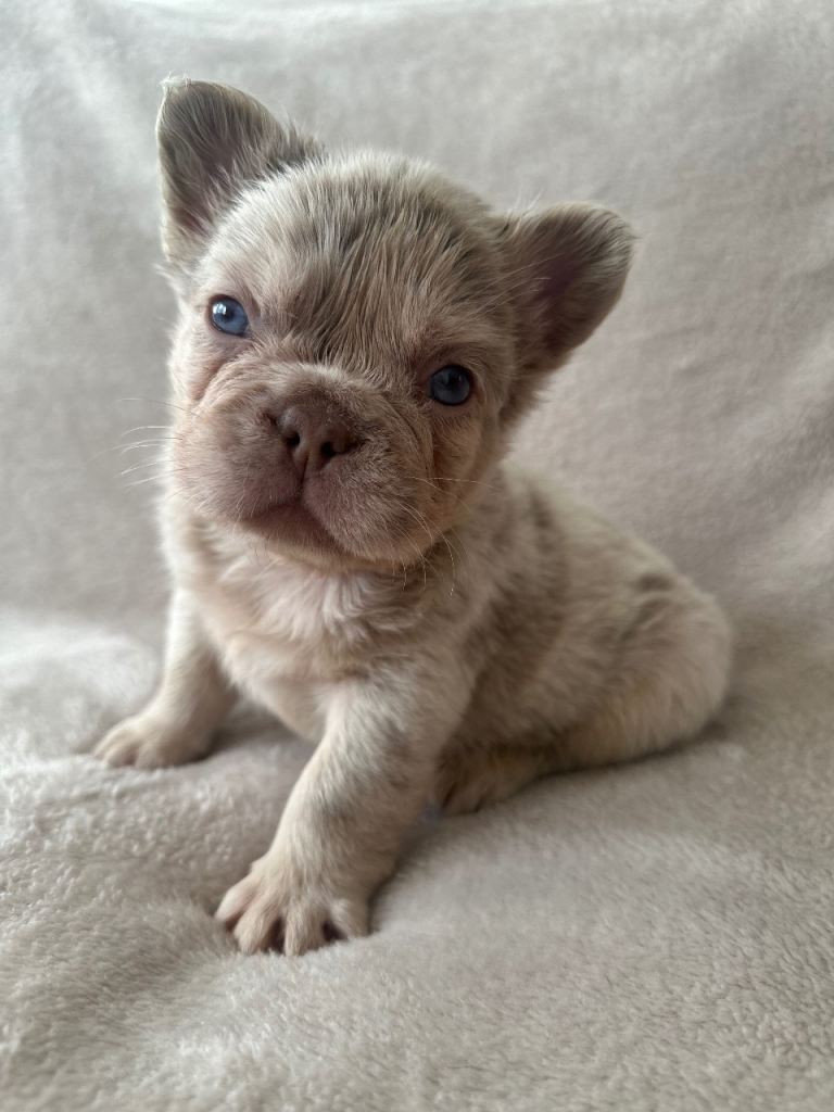 Fluffy Frenchie puppies, ready next week! (2k-3.5k, read description)