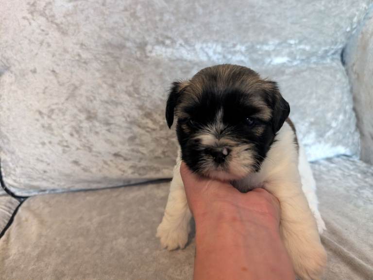 Shih Tzu puppy' 2 boys left 