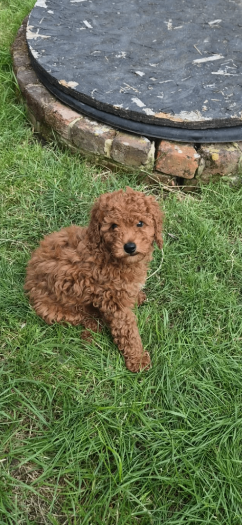 Gorgeous Fox Red Cavapoo Puppy’s 