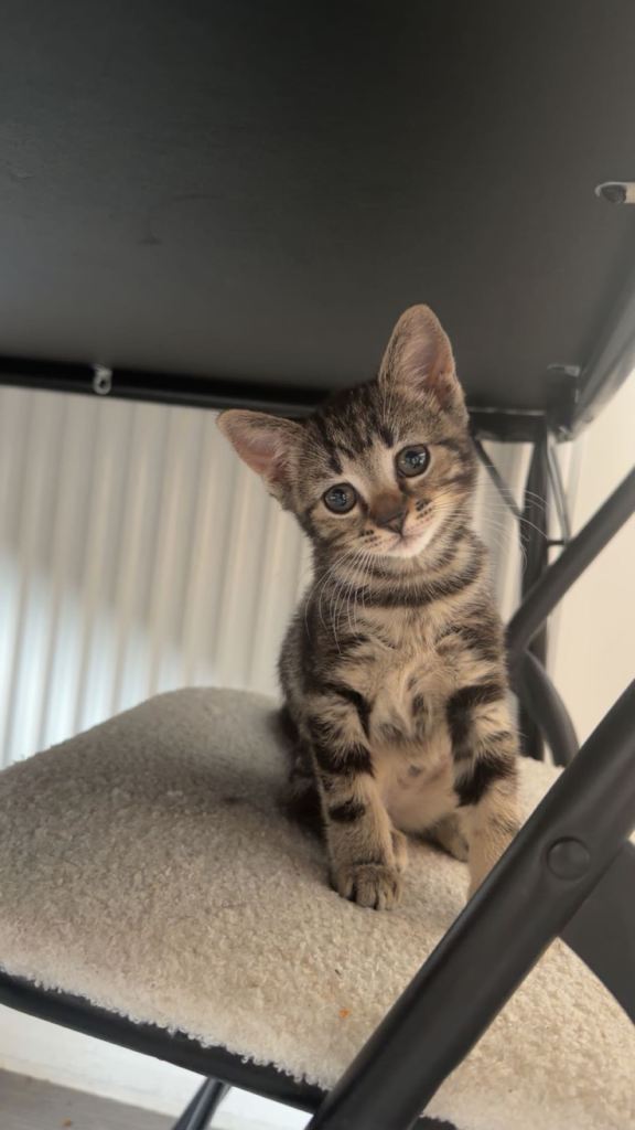 LAST FEMALE KITTEN LEFT