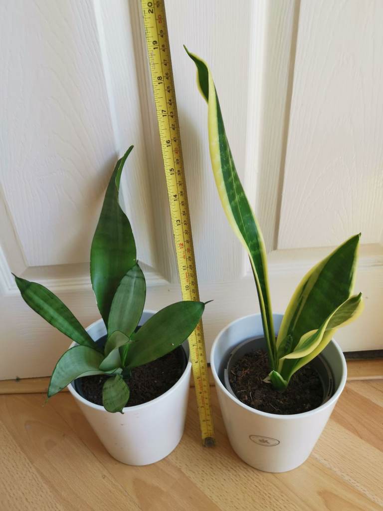 2 for £20- Snake Plants with Ceramic pots~ FREE local delivery* 