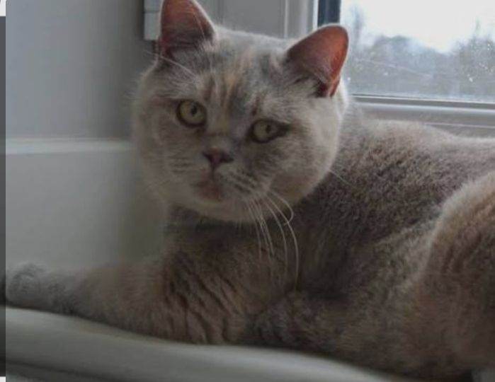 Lilac tortay British shorthaired girl