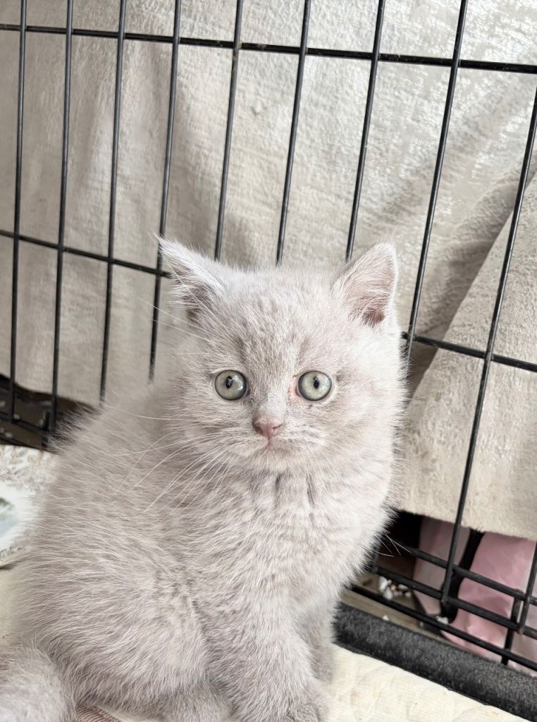Adorable British Shorthair Kittens Ready to go