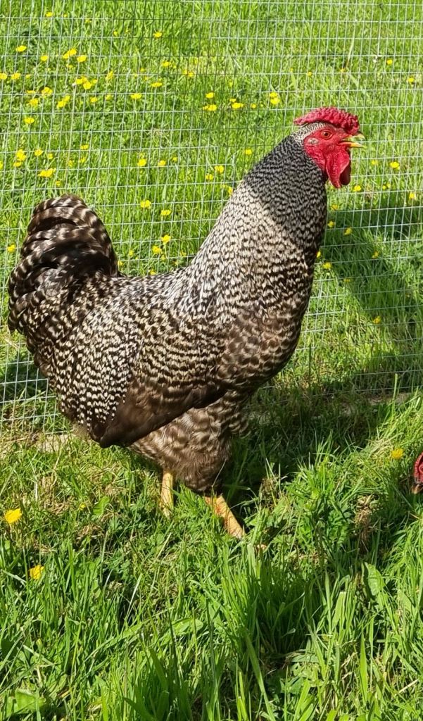 Cockerel