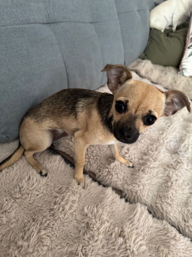 Chihuahua girl