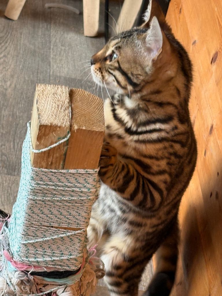 Bengal 6 mth old female 