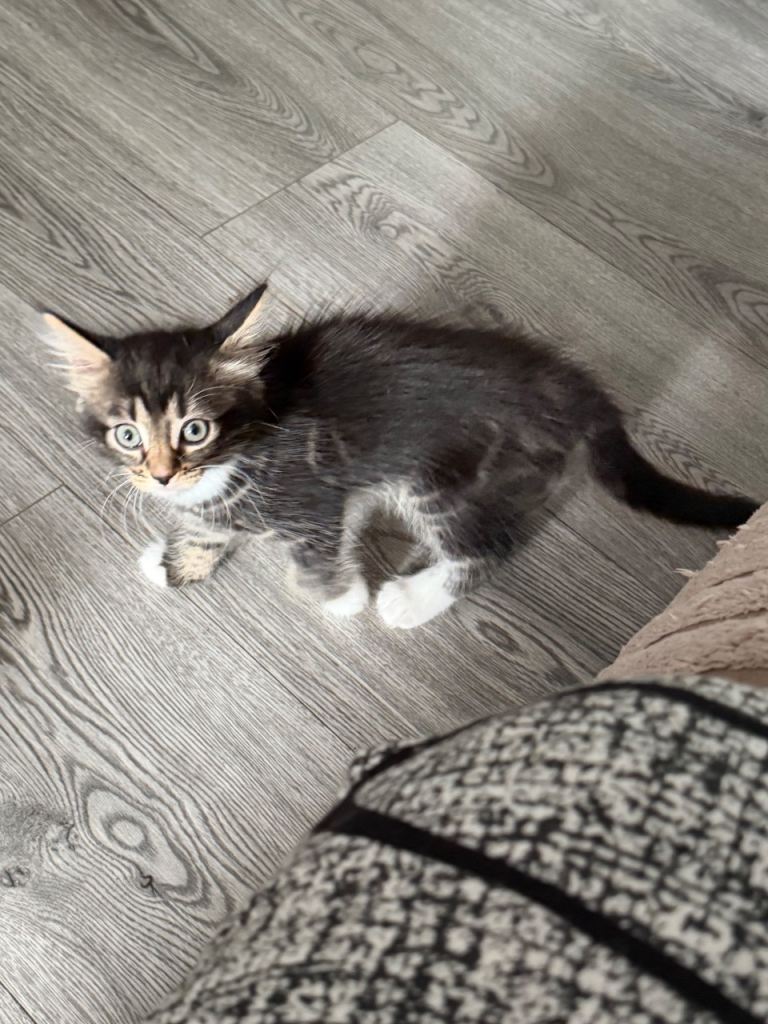 Kittens for sale 