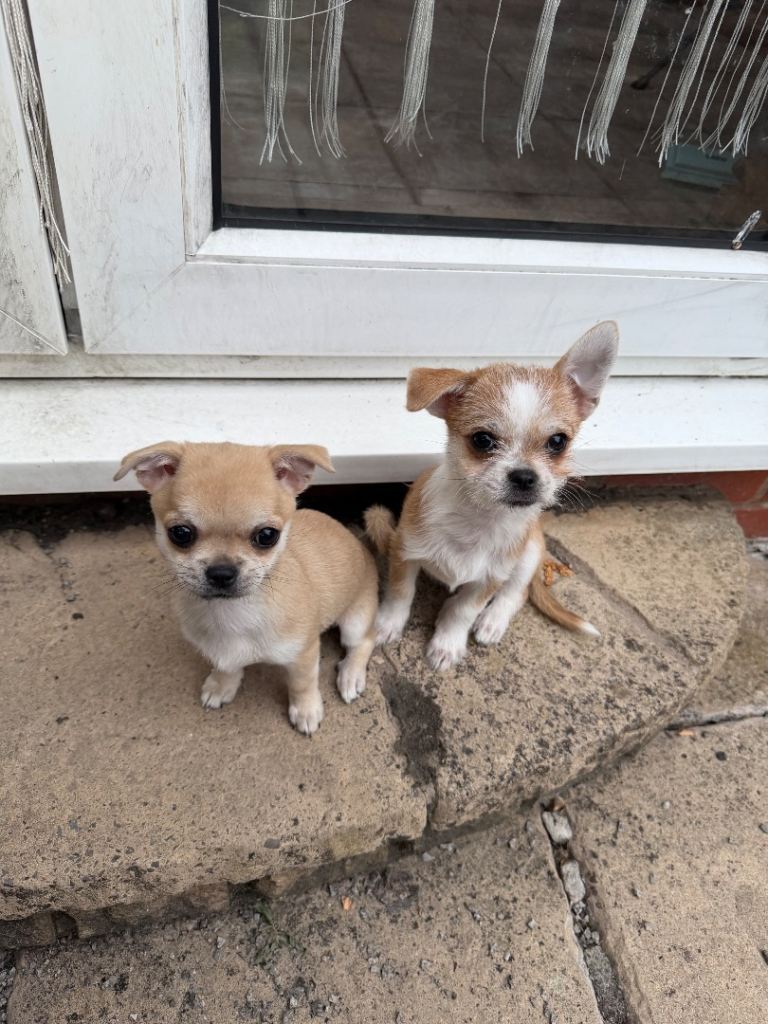 Beautiful chihuahua cross puppies for sale