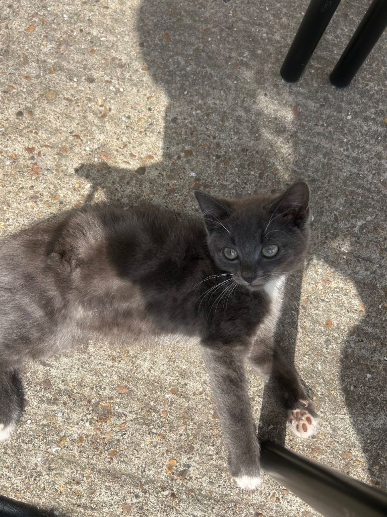 Grey girl kitten 