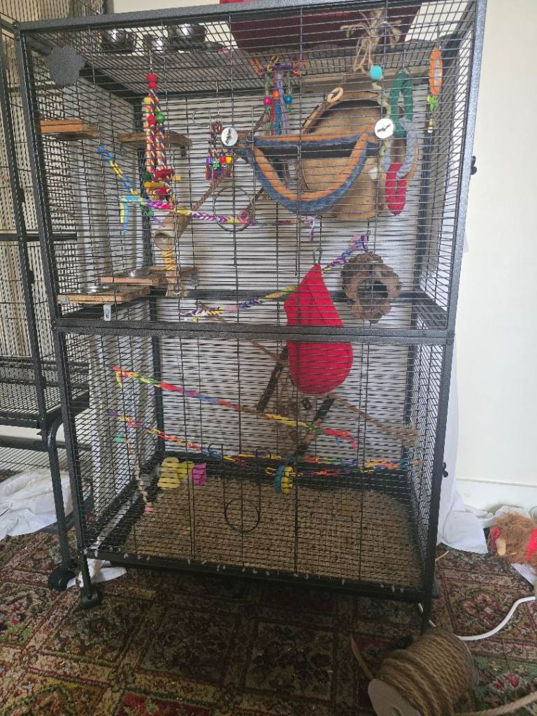 2x Sugar Gliders for sale