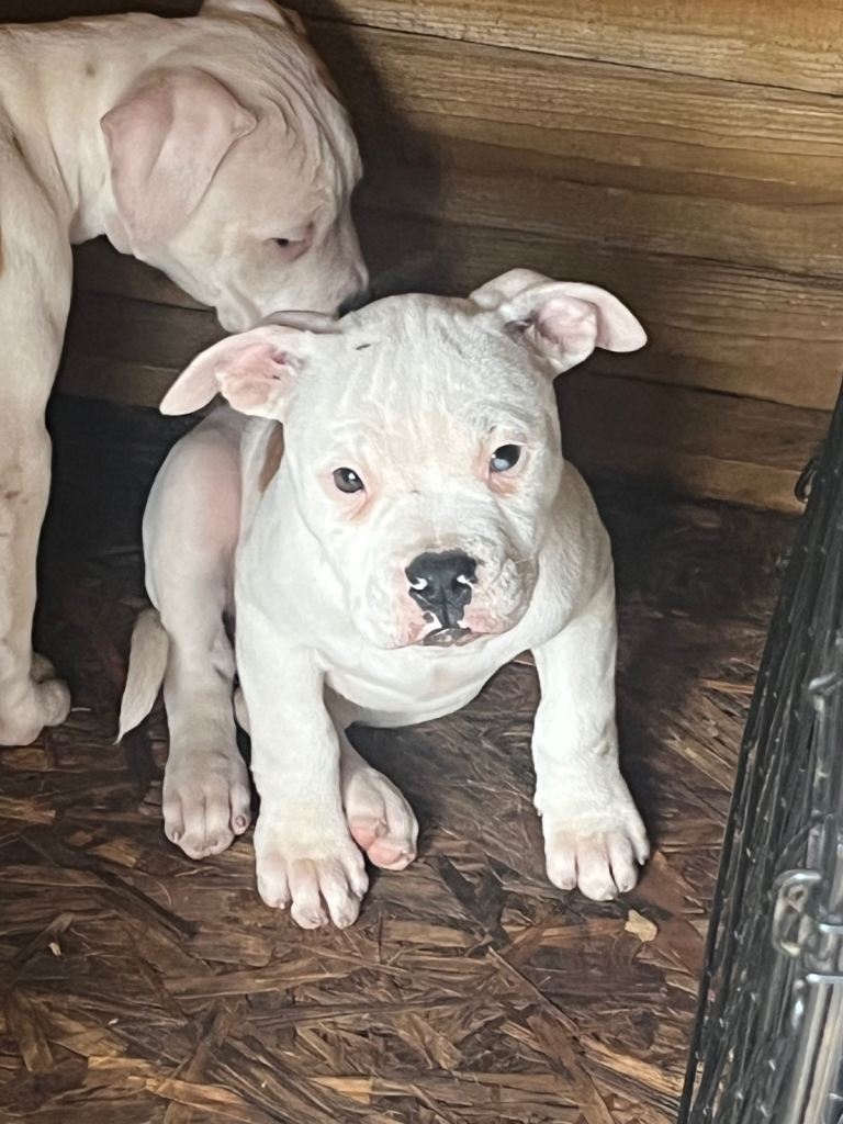 Johnson’s American Bulldog Puppies for sale 