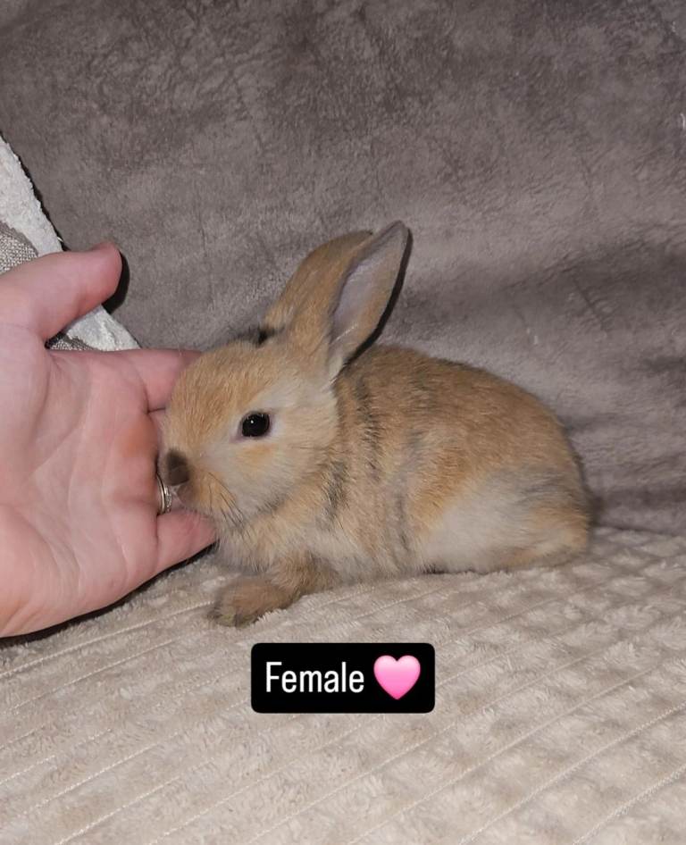 Baby bunnies (Ready to leave)