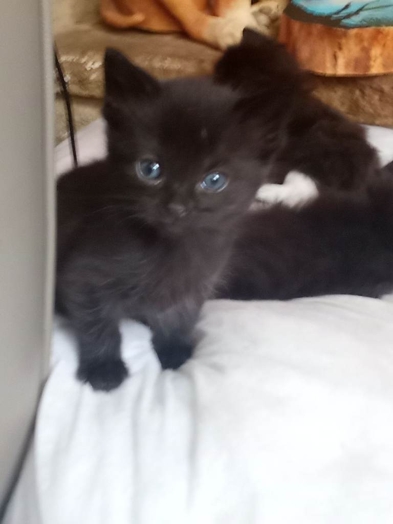 Fluffy kittens