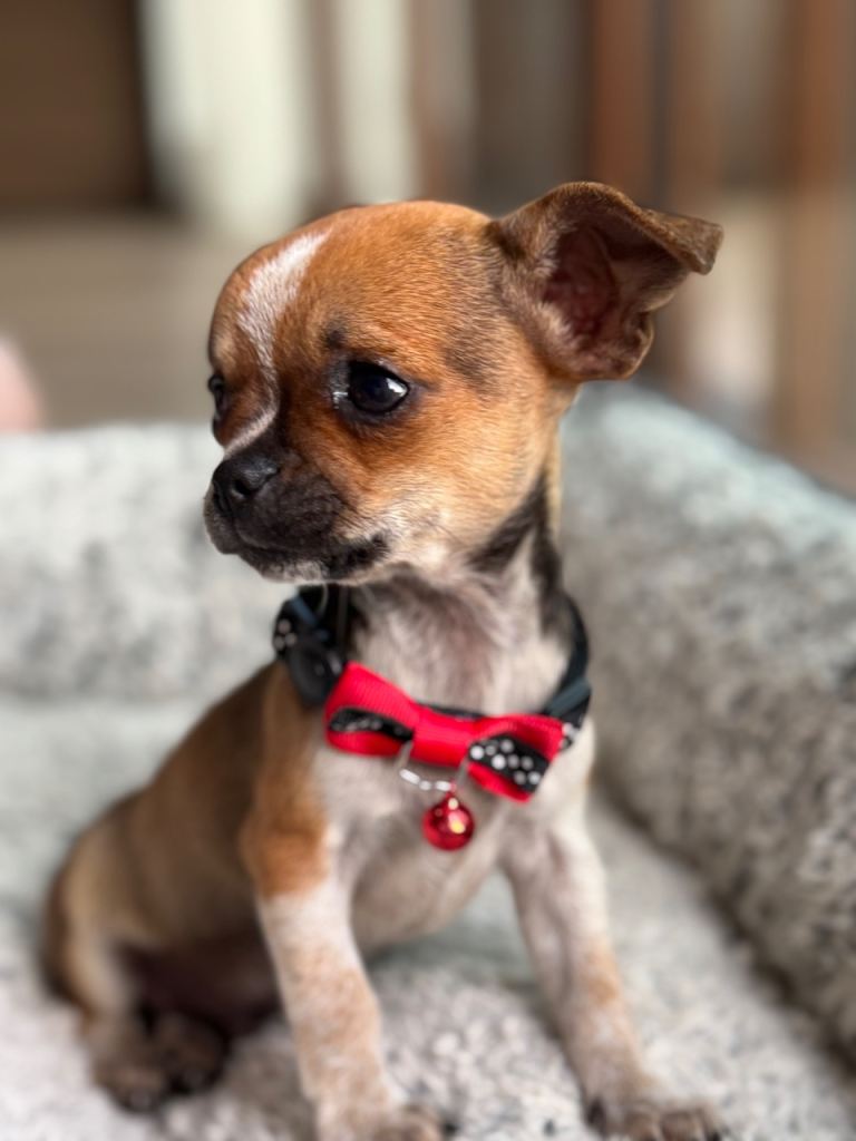❤️ Adorable Mini Chihuahua puppy boy Healthy, Well Socialised