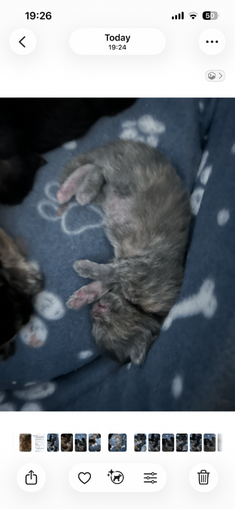 mainecoon kittens 