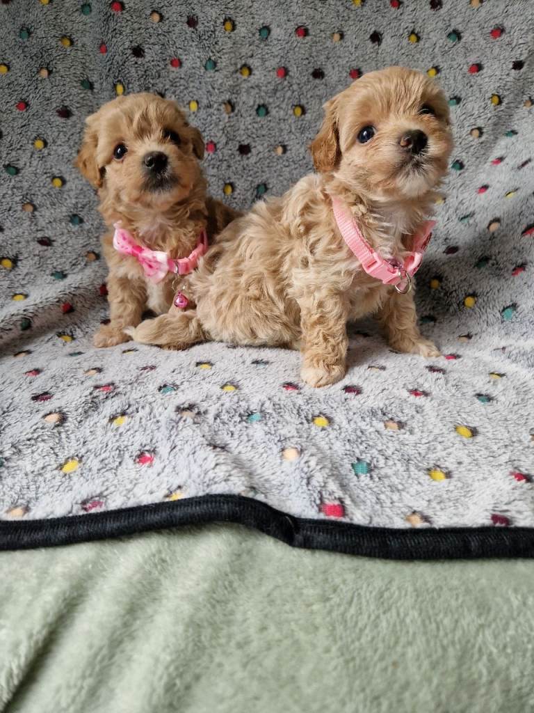 Absolutely stunning maltipoo puppies