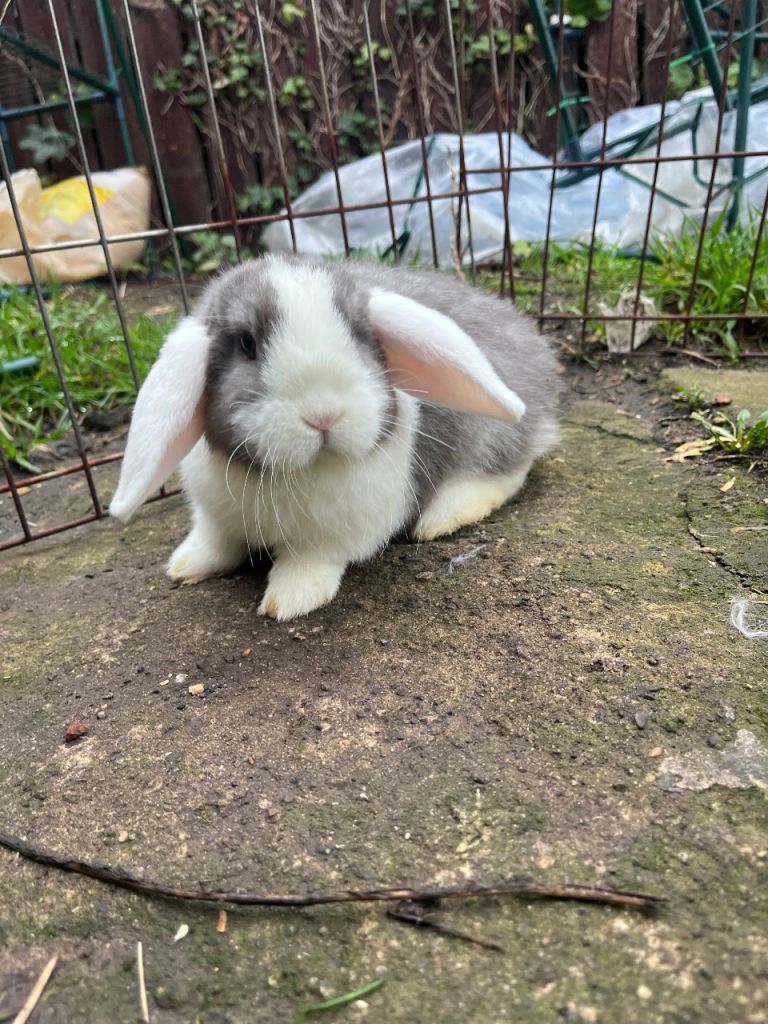 Mini lop rabbits 6 available 