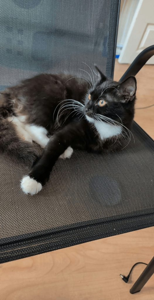 Title Beautiful kitten looking for new home