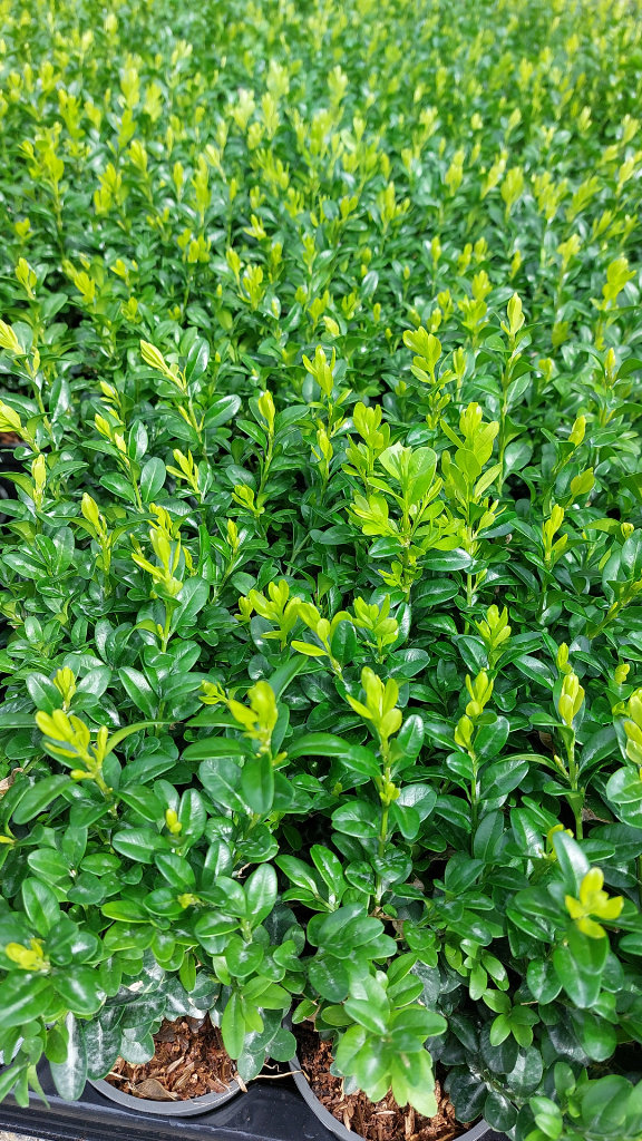 Box Hedging 