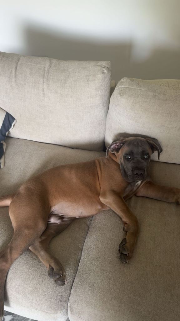 Beautiful cane corso pup
