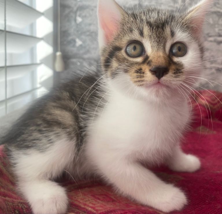 PRECIOUS KITTENS (+FREE GIFT) LOOKING FOR A HOME ♥️🐾