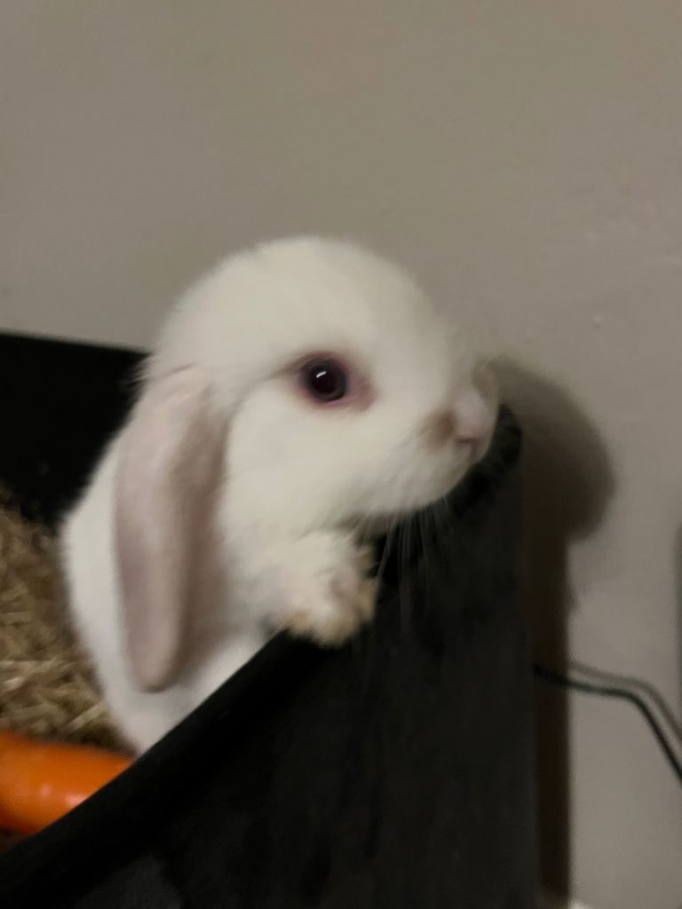 Mini Lop bunny for sale