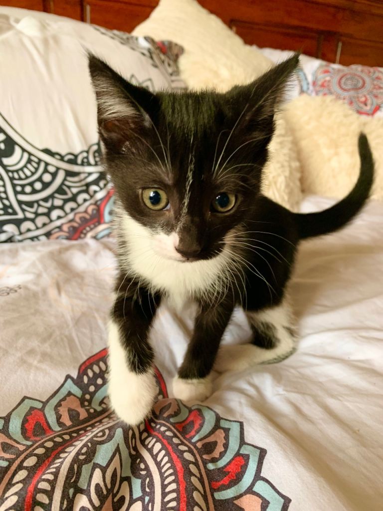 Beautiful Female kitten ready now 