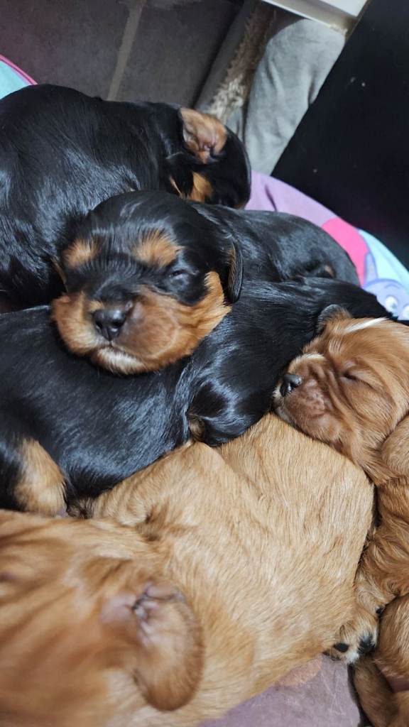Cavalier king charles pups