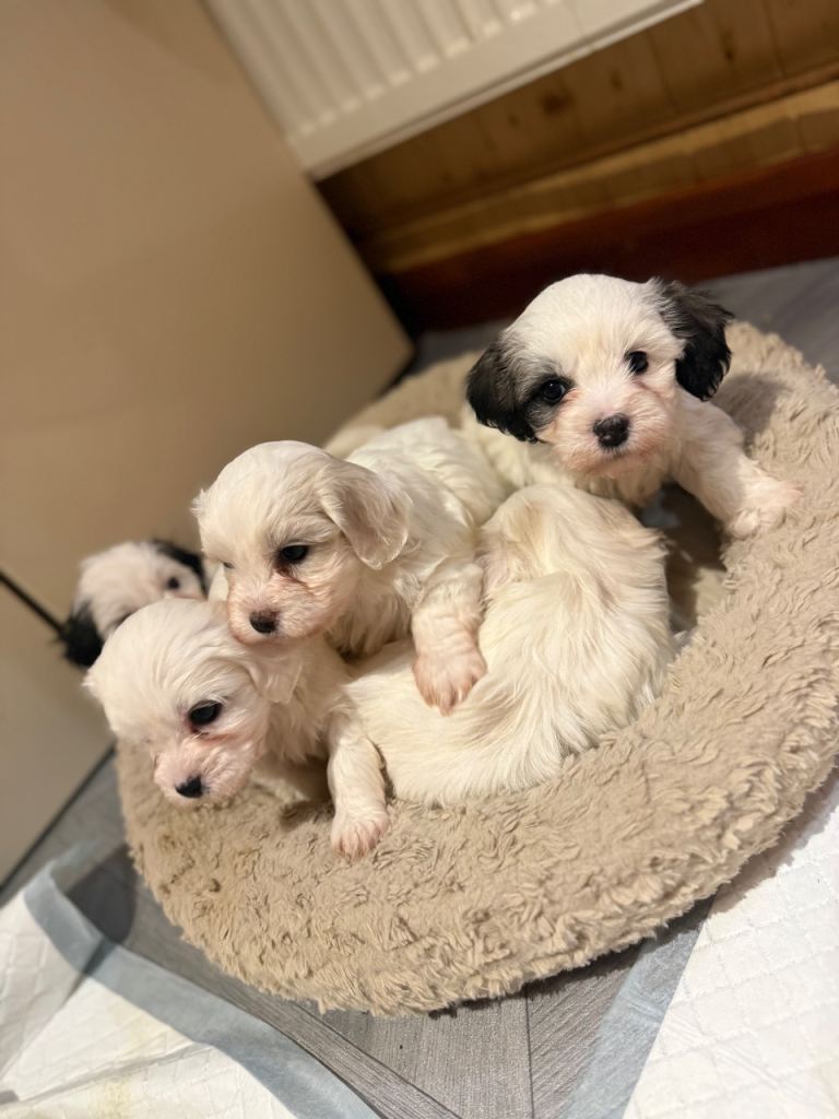 Maltese puppy’s 