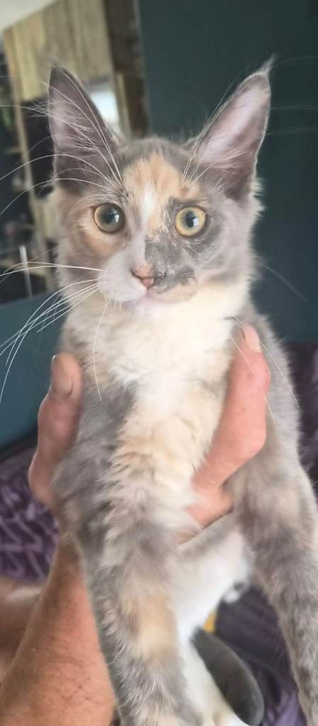 Mainecoon kittens 