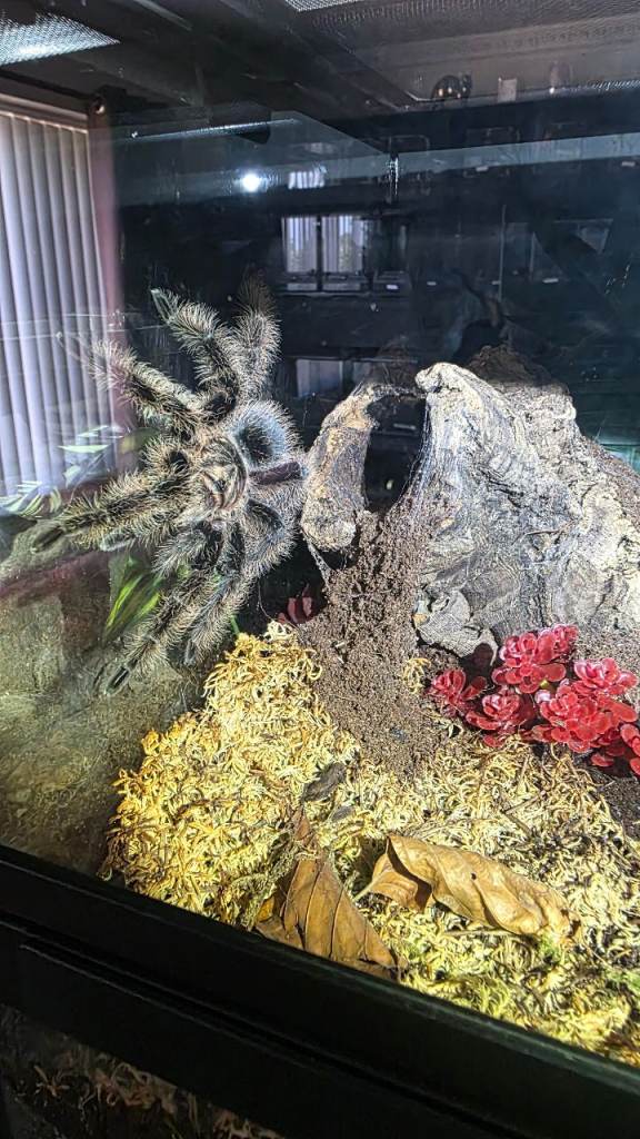 Exo Terra Terrarium with Spider and Decor – Good Condition