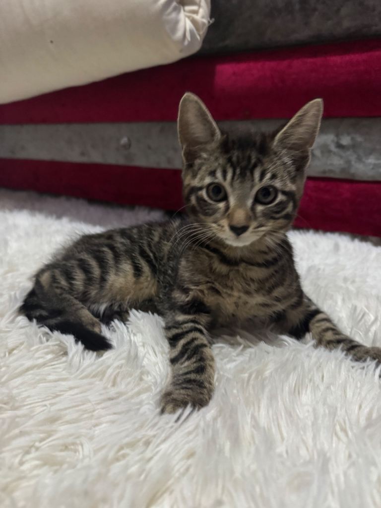 3 kittens