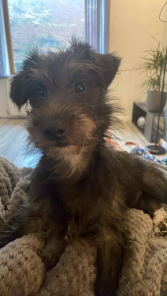 Stunning patterdale puppy 