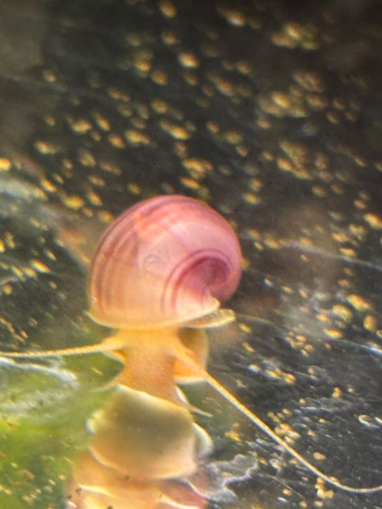 Mystery Snails