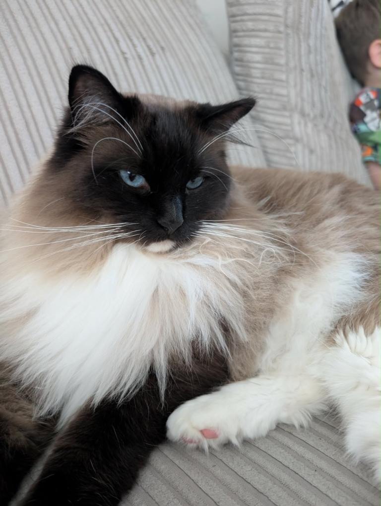 Adult male ragdoll 
