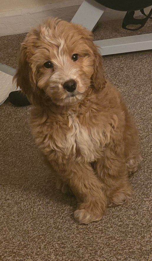 Cockapoo Puppy 4 months for rehoming. 