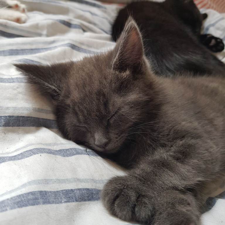 Britshort-Hair(Mix) Kittens –   Available taking interest