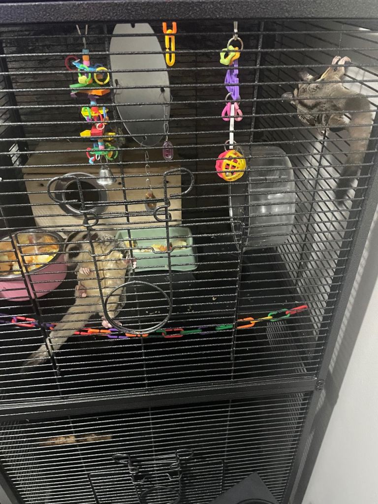 Sugar gliders 