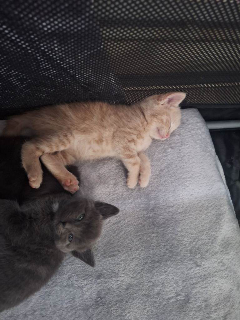 Mixed breed kittens.