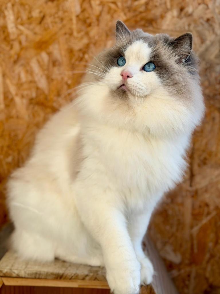 TICA Champion Ragdoll Kittens - brought up in family and used to dogs