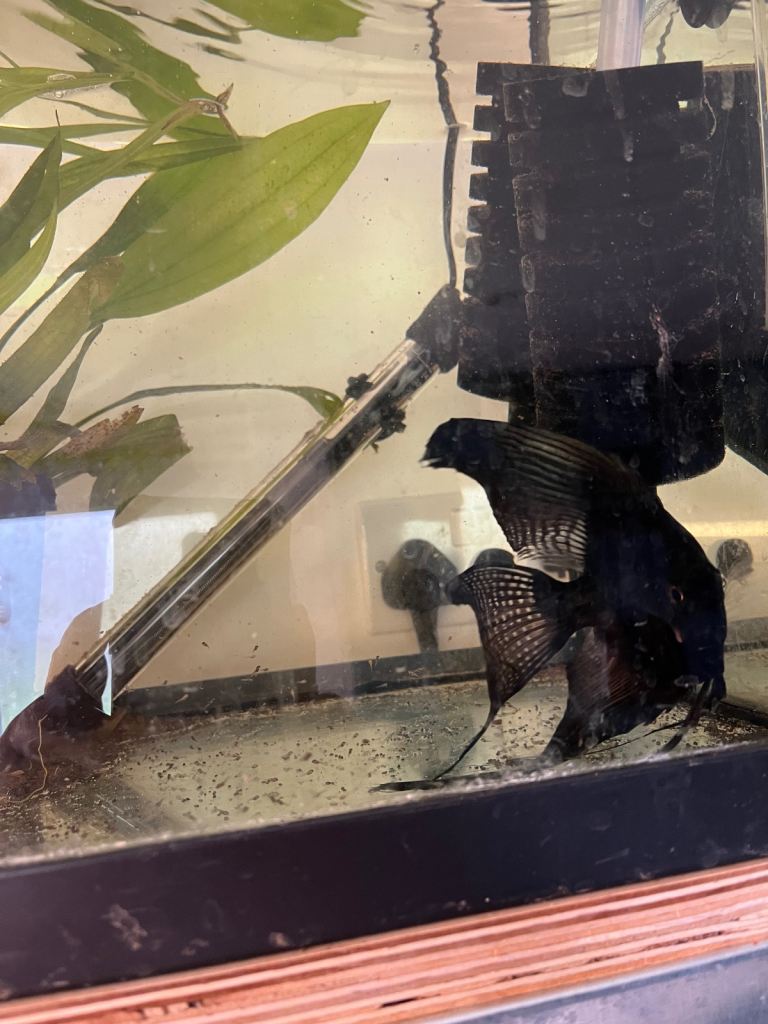 Black longfin ghost pinoy angelfish pair. 