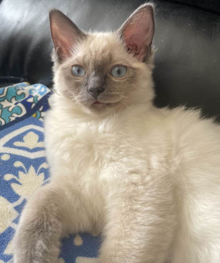 Ragdoll Kittens
