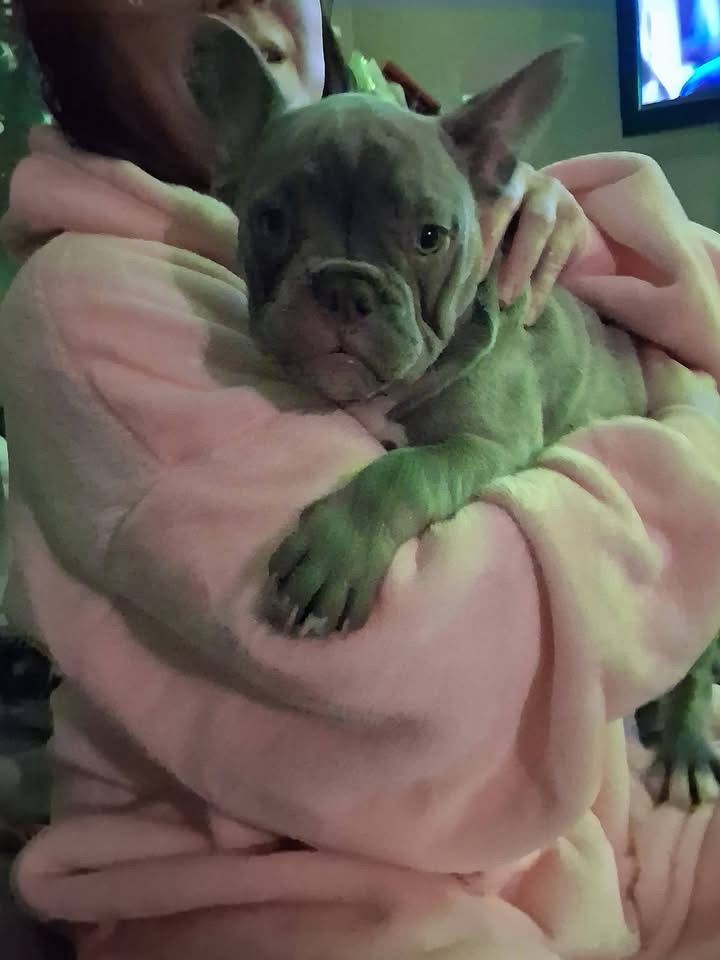  French bulldogs *2 Boys left 