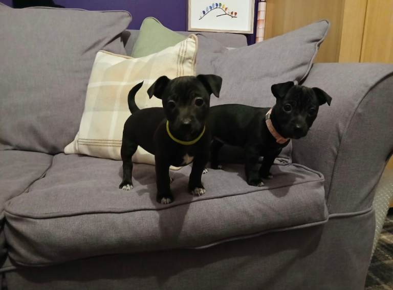 Minature Jack Russell Puppies