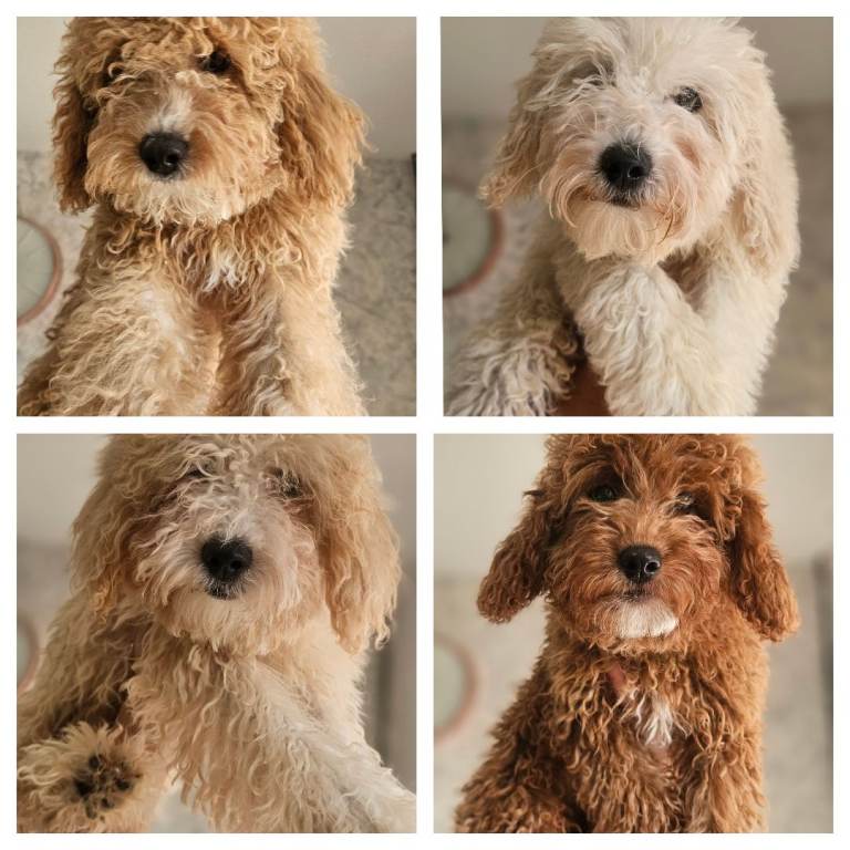 ✨ SMALL F1B GOLDENDOODLE BOYS ✨
