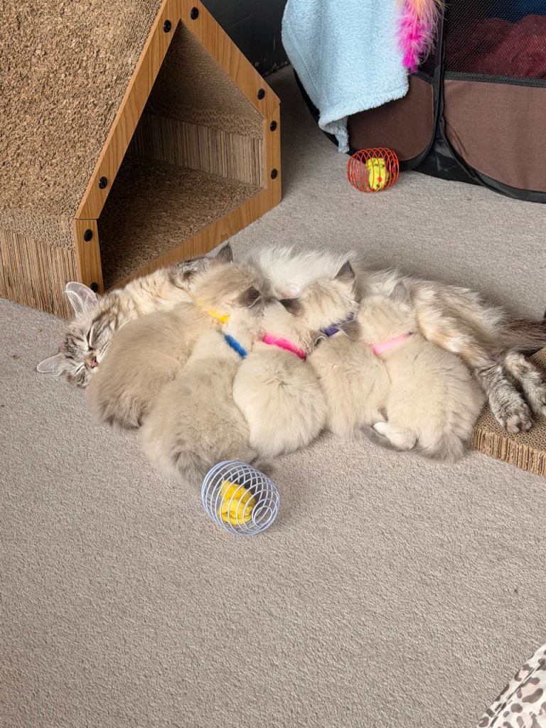 Ragdoll kittens 