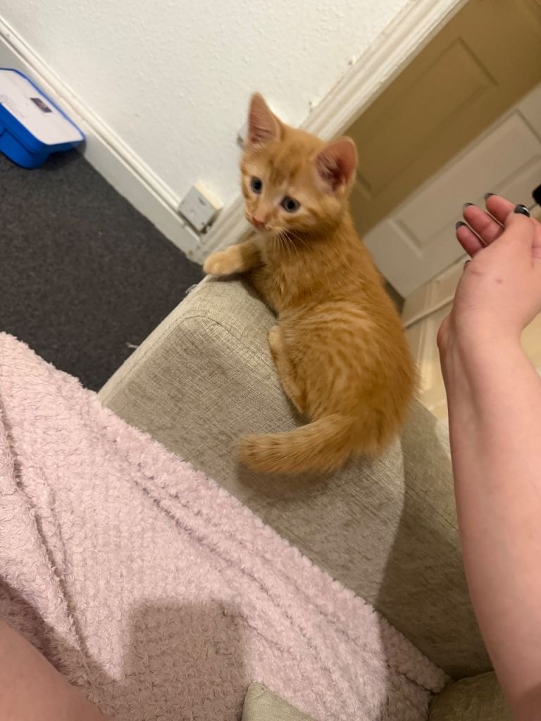 Kiten