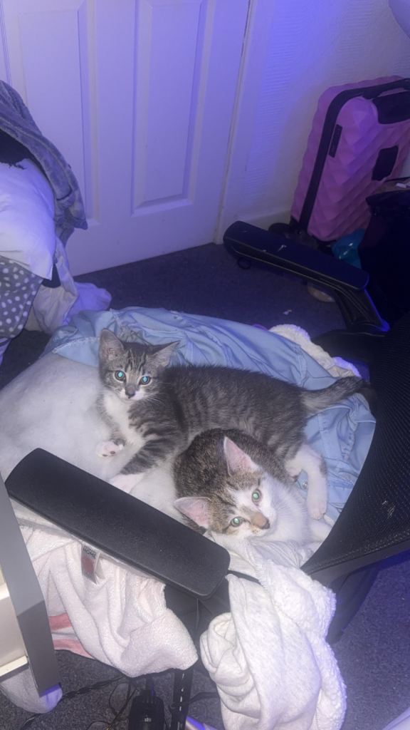 KittensGONE