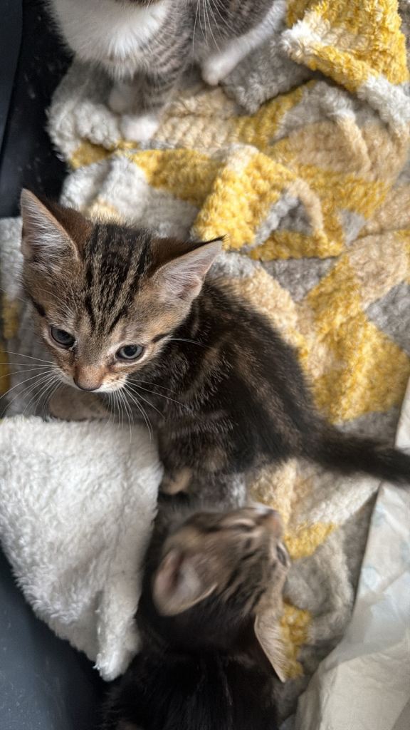 Kitten